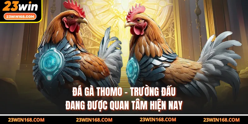 Đá Gà Thomo - Trường Đấu Đang Được Quan Tâm Hiện Nay